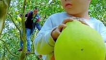 路过一片柚子林，看见一家人丰收的喜悦，满满的幸福场景感动了我，当地人说这个岛上的柚子最甜。