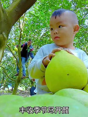 路过一片柚子林，看见一家人丰收的喜悦，满满的幸福场景感动了我，当地人说这个岛上的柚子最甜。