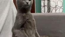哈哈，肥仔成精了#猫咪的迷惑行为