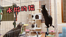 猫猫铁笼逃脱，原来猫真是水做的