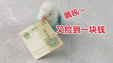 看看小鹦鹉是怎么“偷”钱的