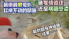 最懒最嫩爱趴缸底不动的鼠鱼！鱼发情追逐还是病菌感染或是驱逐异类？解救翻身神仙鱼，蹦出水面熊猫鼠鱼真闹