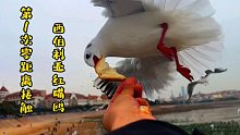 是不是一直以为海鸥是吃鱼的，没想到这些家伙这么爱吃油条！