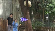 奶爸收熊猫vs奶妈收熊猫