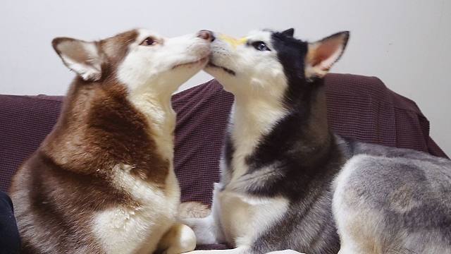 如何让两只二哈互舔,来增进它们的感情