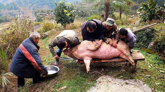 农村杀年猪，2头吃草土猪的肉质太诱人，小范花6250全买下，豪爽