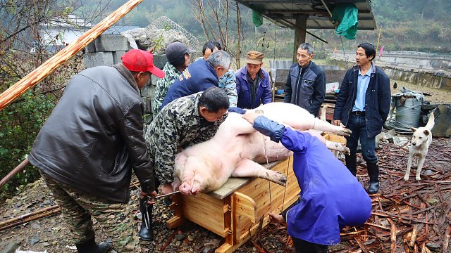 500斤的土猪被9个老汉硬生生拖上杀猪盆，一气呵成，杀年猪真精彩