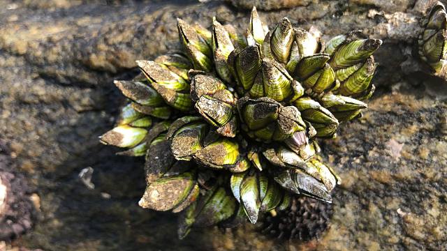 闲牛又来到赶海圣地寻找美味的海货,这里的佛手螺又肥又大,发财