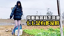 回农村生活，每天穿着高跟鞋下菜地，七七是有多宠粉