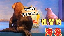 海象对妹子做出不可描述的动作，太萌了