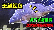 养了17天的无鳞大鲤鱼得了重病，满身白毛很是吓人，这样能救活吗
