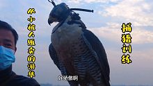 从小被人养大，贩卖后被森林公安救获的小游隼，捕猎训练！