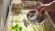 沉浸式养鱼！小虾五彩斑马鱼～恬静美好午后时光记录