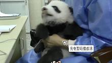 哦买噶！怎么会有这么多的熊猫baby？