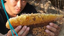 天天想着那窝1000块钱蜂蜜今天去挖了，最后的收获让人意外