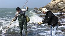 闲牛带同学赶海好开心，一边钓鱼一边狂捡海货，这次有口福了