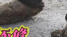 驴行无力皆因瘦，7年不修指甲异形严重，开花翘翻朽掉渣，受罪了 #毛驴修蹄 #手艺人 #毛驴