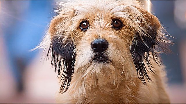 你养我一天,我用一辈子来报答,让人感动的流浪狗班吉