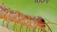 #好样说虫子 很多人都害怕蚰蜒，今天我们来说说它