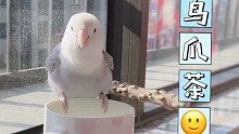 【牡丹鹦鹉】借你杯子喝水，你却想着用它洗澡…