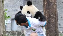 大熊猫被饲养员“忽悠”：抓住手电筒光就奖励20份盆盆奶！