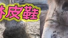 7800元买头架子驴，驴蹄肉垫长满难割难分，实心卓别林切掉舒服了 #毛驴修蹄 #毛驴 #动物