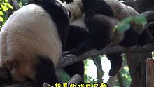 【熊猫日常】：宝！我家门没锁！也不见你来坐坐啊