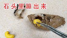 它居然是从石头里蹦出来的！太神奇了！砸开石头发现两个小生命！