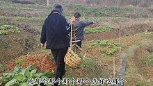 2斤小米辣三包火锅底料3斤牛肉搞超级无敌辣牛肉火锅了！