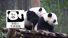 《格斗吧！熊猫》：爆发吧小老弟！
