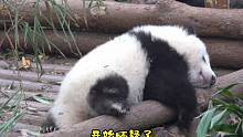【大熊猫和花】如果太可爱是一种罪过的话，那花花会被判处终身孤寂