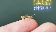 喜当爹？饲养34只螳螂幼崽，好萌！