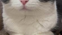 #猫咪的迷惑行为 #英短蓝白  #记录猫咪日常 #天降正义