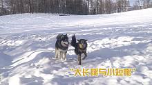 喀纳斯的雪地空无一人，那么来给小四月洗下头吧