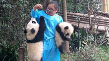 学会了，原来用衣服可以钓大熊猫！
