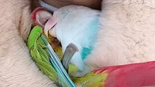 两只鹦鹉霸占围脖当鸡窝，每天秀恩爱
