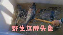 齐齐哈尔长山乡，江里野生胖头鱼一条8～9斤，13一斤贵不贵