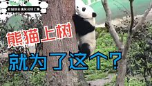 熊猫上树，就为了这个？？？