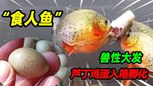 孵化2000芦丁鸡第一批80个入箱，食人鱼开启了成长模式，你敢信吗