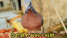 一起长大的两只小斑鸠，一只已经独立了，可它就是喜欢和人待一块