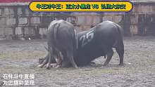 牛王对牛王：亚太小暴龙VS弘扬大杂交