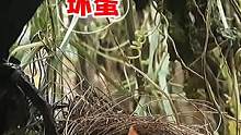 小鸟以为妈妈回来了，结果入侵者要一口吞下它们，小鸟家瞬间没了 #发现鸟窝 #鸟窝 #鸟类