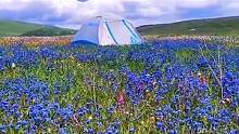 丁真的歌和这里真的是绝配。  我今天夏天在这等你  #自驾游 #蓝天白云绿草地 #醉美花海季 #最美