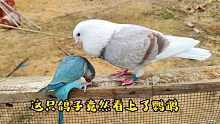 家里这么多母鸽它不要，这公鸽子竟看上了鹦鹉，对着鹦鹉不停求偶