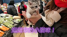 训练得从宝宝时候抓起:陪主人一起逛超市的小猫咪