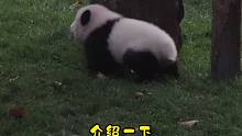 太可爱了！熊猫宝宝刚回学会走路一步一扭的扑腾回家！