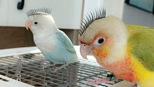 小鹦鹉的占有欲有多强