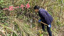 跟着老师傅进山挖冬笋，这技术一挖一个准，挖笋一天收入300元