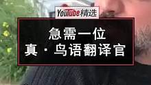 TikTok上一位老哥外出时，唐突遇上一只粘人的小鸟，只见它绕着大哥的头滔滔不绝，也不知道是被喜欢还