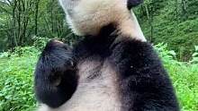 疫情解封后大开吃戒#大熊猫